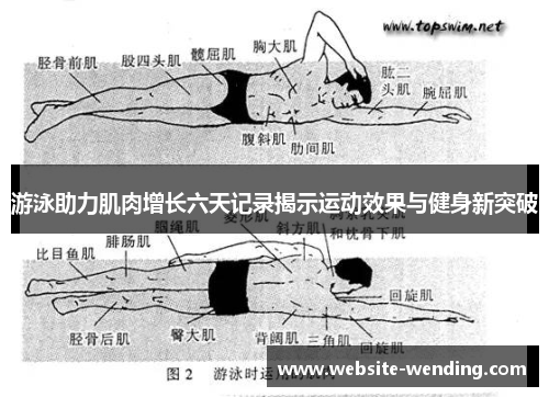 游泳助力肌肉增长六天记录揭示运动效果与健身新突破